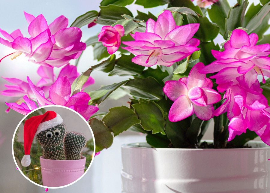 Szlumbergera to kaktus który kwitnie na Święta