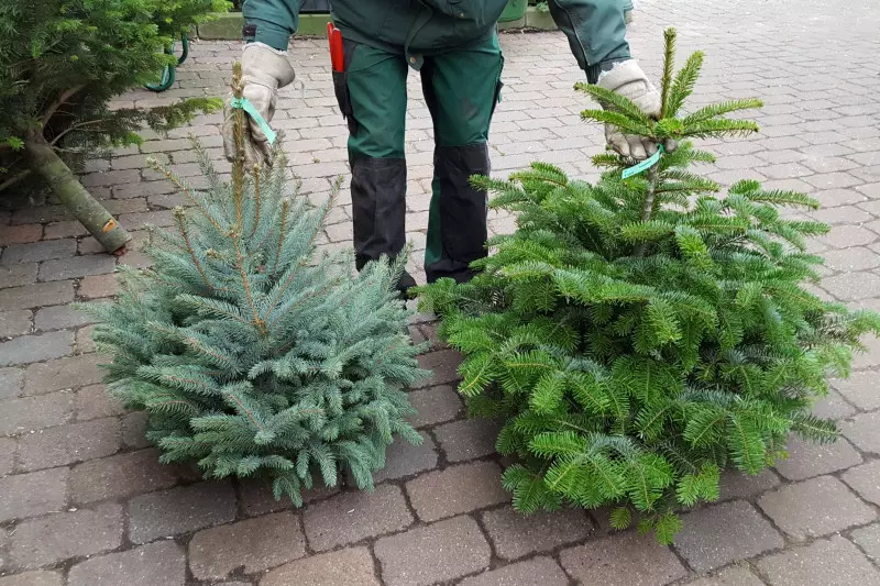 Czym jodła kaukaska różni się od świerka kłującego