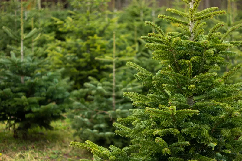 Plantacja szkółka jodły kaukaskiej