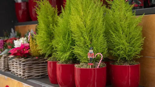 Nie masz miejsca na dużą choinkę? To miniaturowe drzewko zajmie niewiele miejsca, ale zrobi duże wrażenie