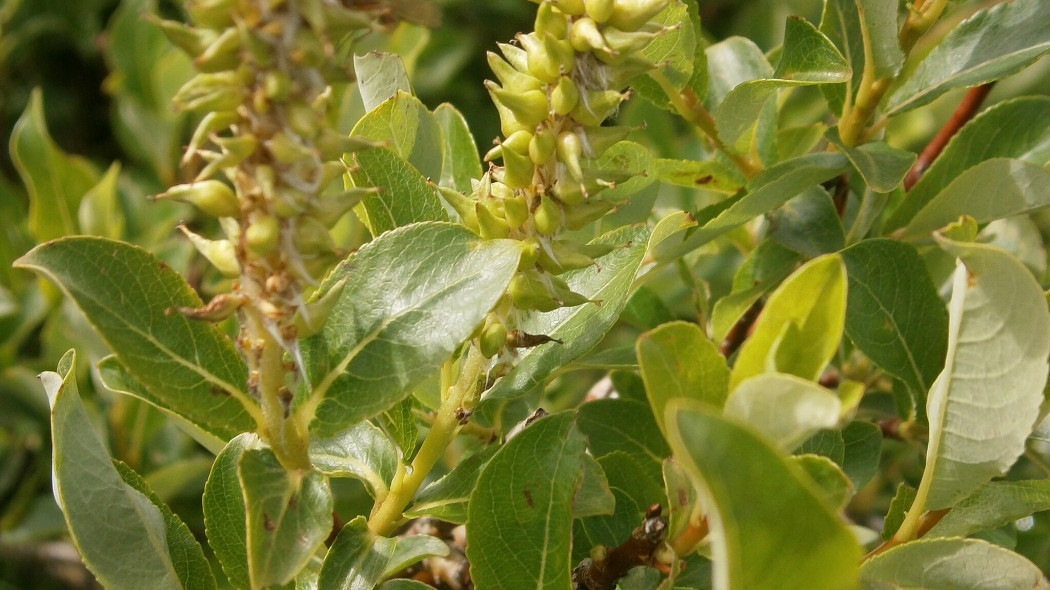 Wierzba oszczepowata Salix hastata