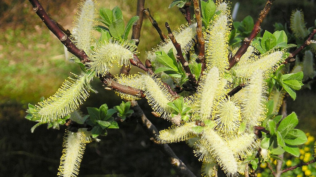 Wierzba oszczepowata kwiatostan kotki Salix hastata