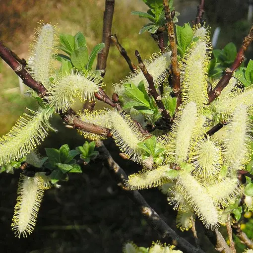 Wierzba oszczepowata
