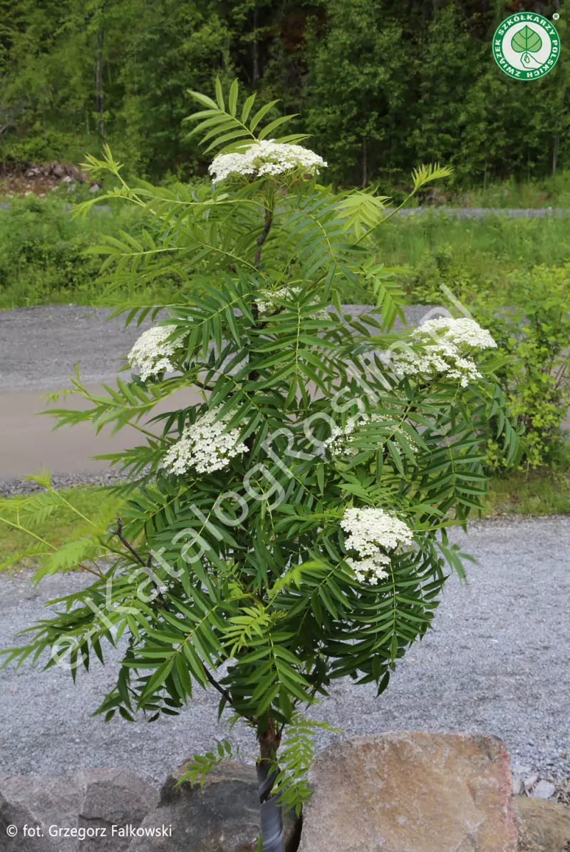 jarząb Sorbus Dodong 