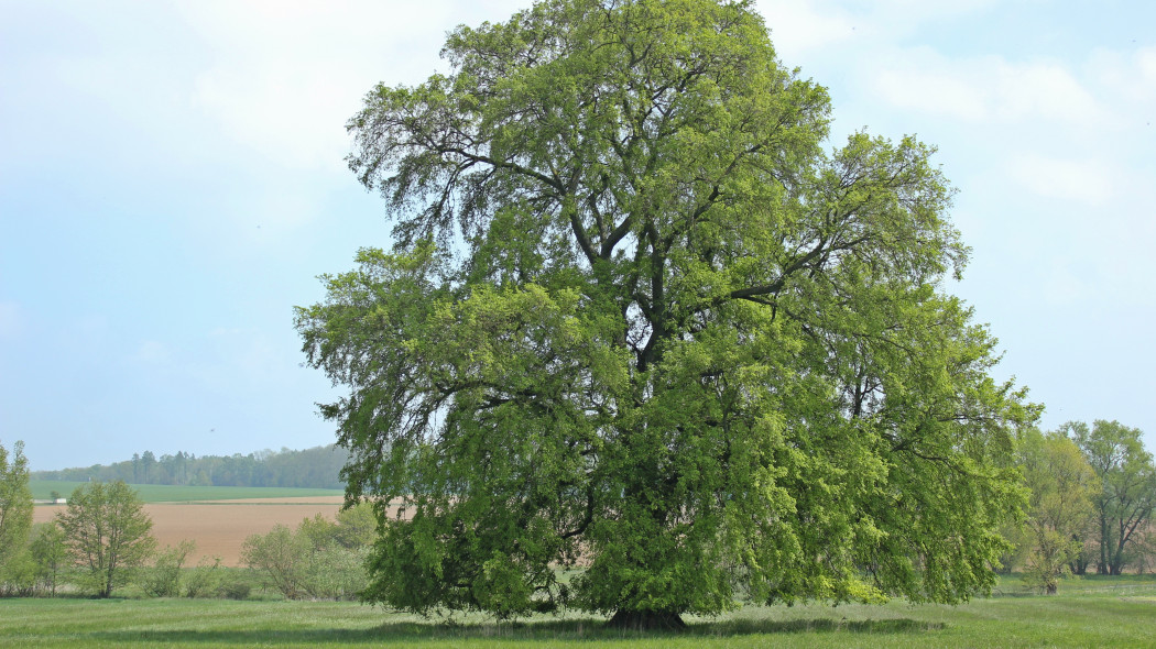 Wiąz szypułkowy pokrój