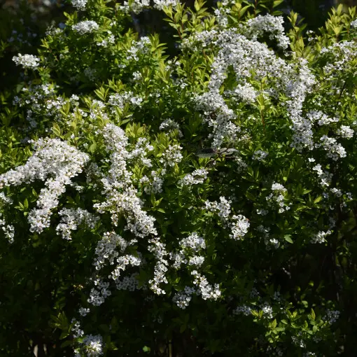 Tawuła Thunberga
