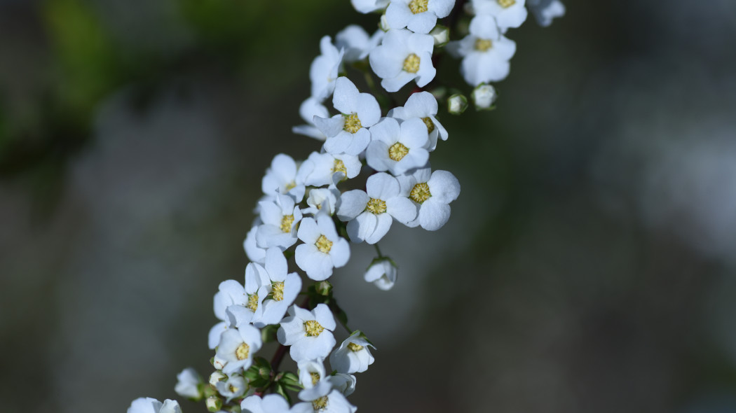 Tawula Thunberga Spiraea thunbergii