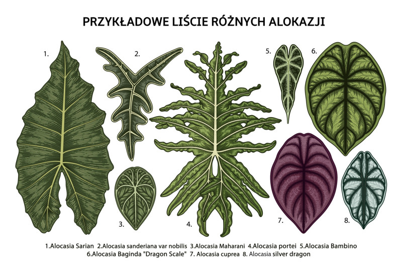 Alokazja roznorodnosc gatunkow Alocasia, fot. AdobeStock_375422764