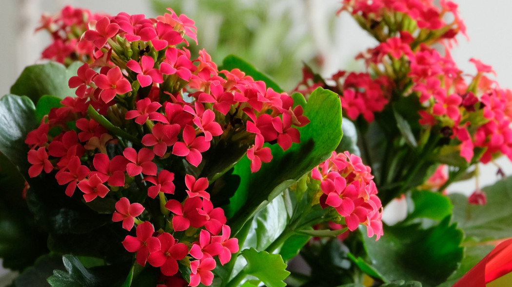 Kalanchoe Blossfelda Kalanchoe blossfeldiana