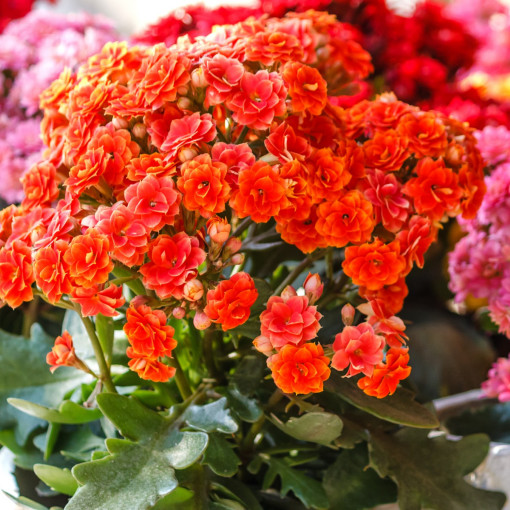 Kalanchoe Blossfelda