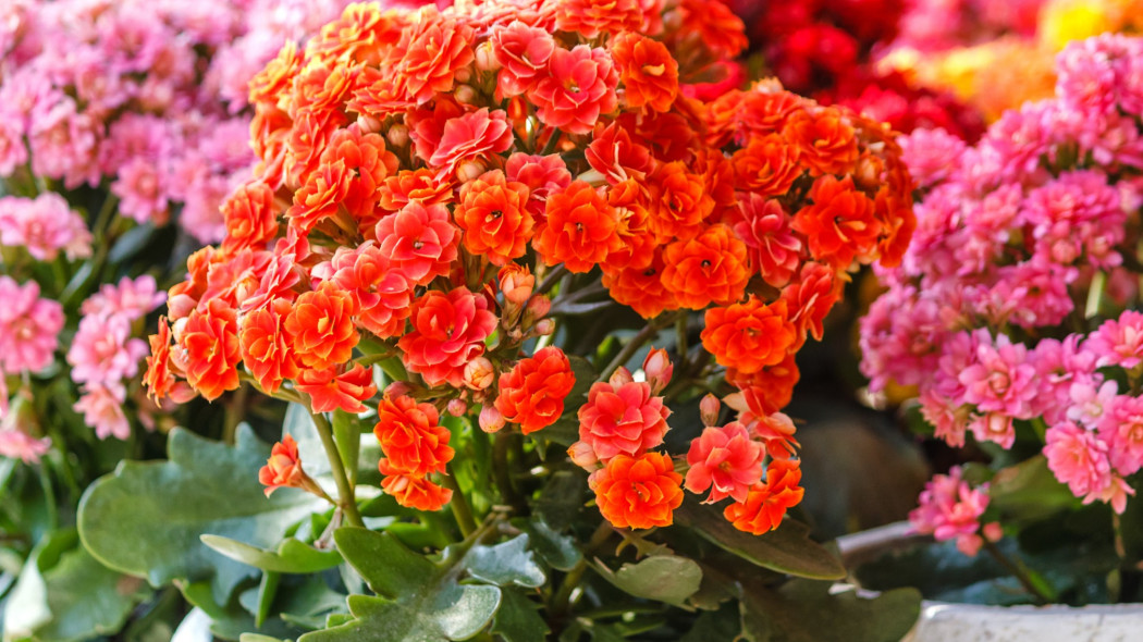 Kalanchoe Blossfelda