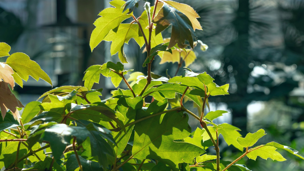 Cissus rombolistny