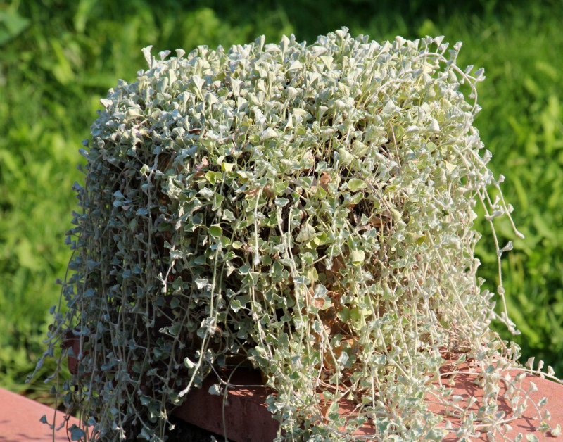 Dichondra w donicy na tarasie, AdobeStock_638618052