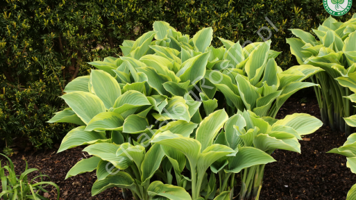 Hosta 'Francee'