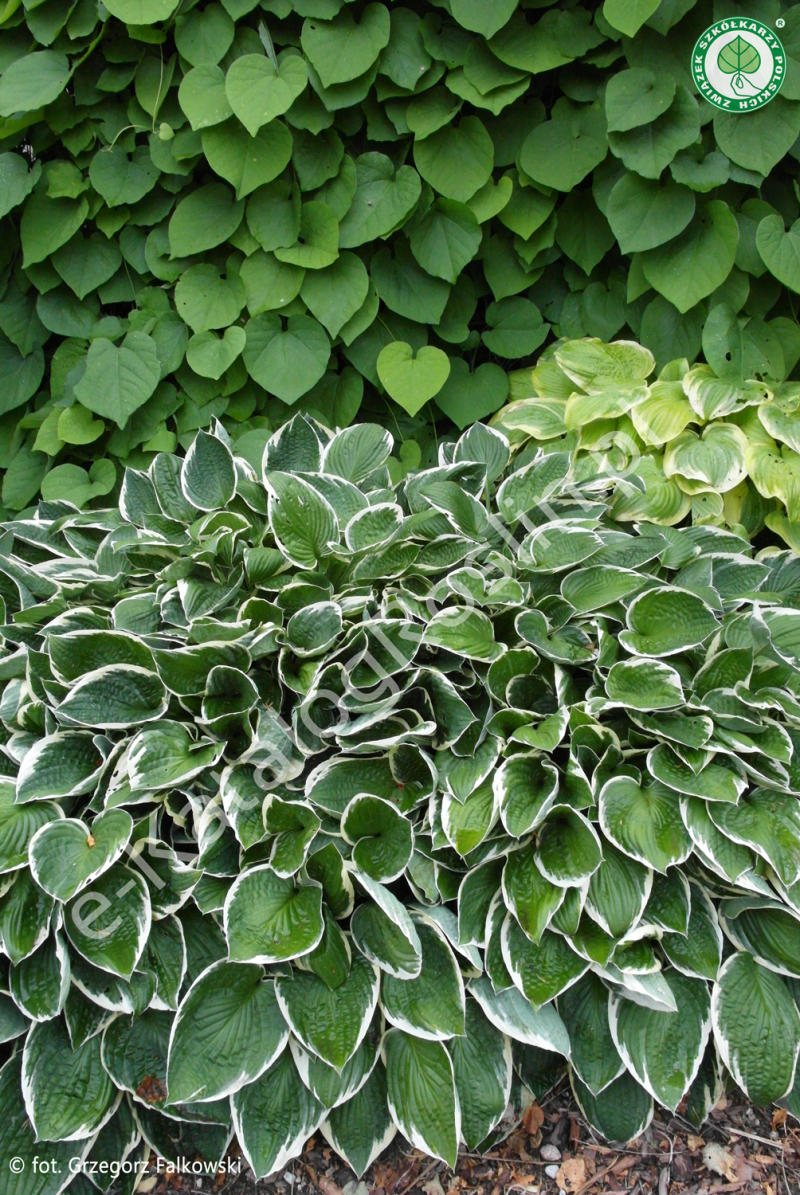 funkia (Hosta) ‘Francee’