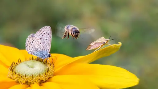 10 sprawdzonych sposobów, które jak magnes przyciągną zapylacze do Twojego ogrodu
