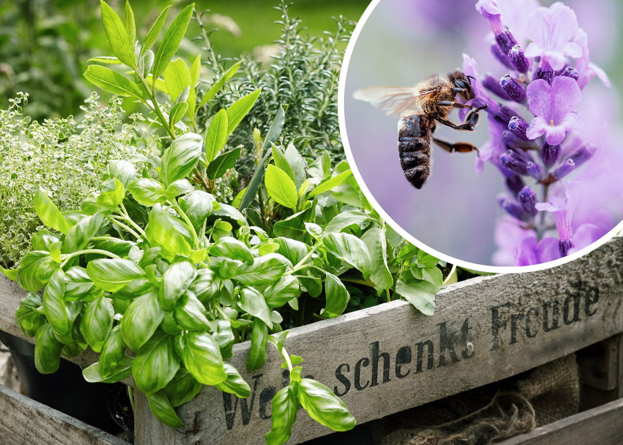Ziołowy ogródek przyjazne miejsce dla pszczół i ludzi