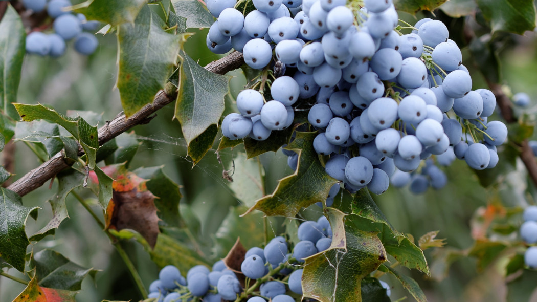 Mahonia jesienny rarytas - dwa przepisy na dania z owoców