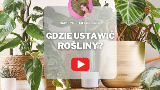 Oświetlenie roślin domowych. Jak zapewnić im idealne warunki?