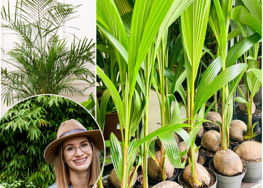 palmy w pojemnikach Sylwia Hennek obala mity dotyczące uprawy palm