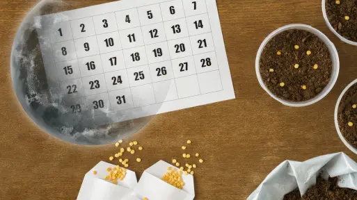 Kalendarz biodynamiczny na cały 2025 rok | Kiedy siać, kiedy zbierać? Księżyc podpowie