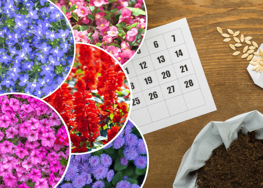 5 kwiatów, które musisz wysiać w styczniu 2024 r. Ten termin to klucz do obfitego kwitnienia