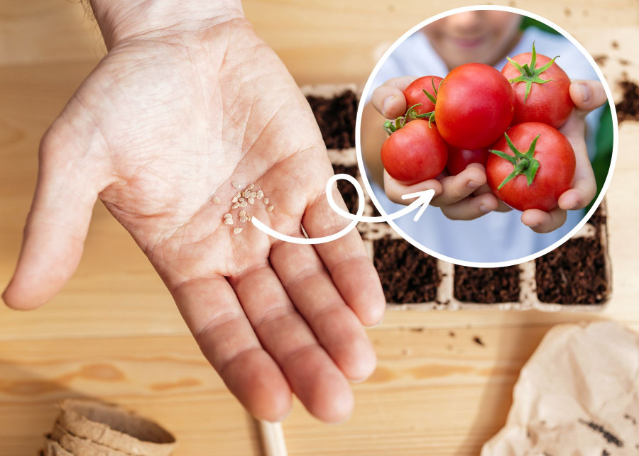 Odpowiedni termin wysiewu nasion pomidorów to klucz do obfitych plonów