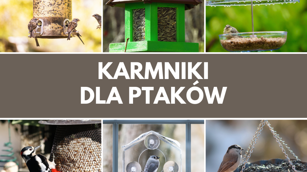 Karmniki dla ptaków - galeria ogrodowych stołówek