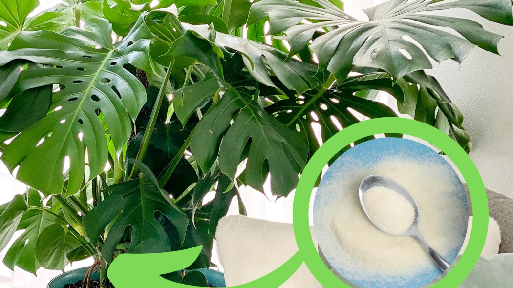 Monstera w doniczce z odżywką