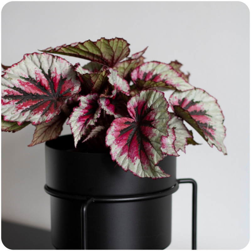 Begonia