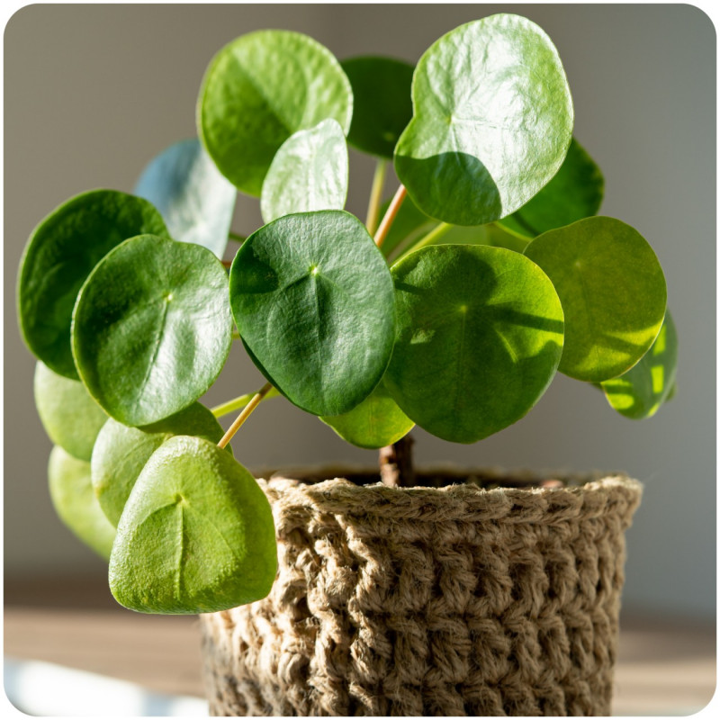 Pieniążek, pilea