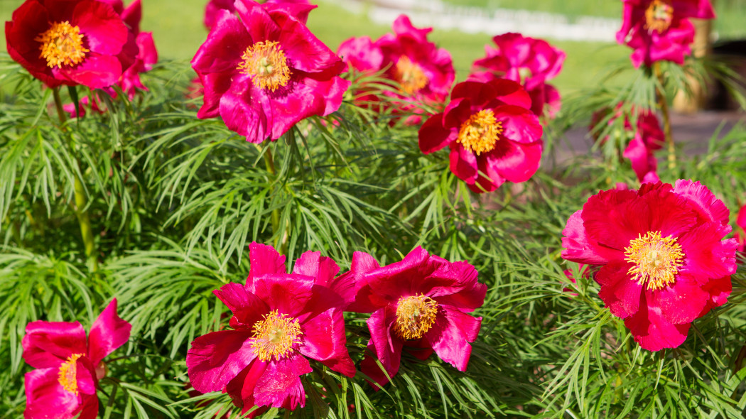 Piwonia koperkowa delikatna Paeonia tenuifolia