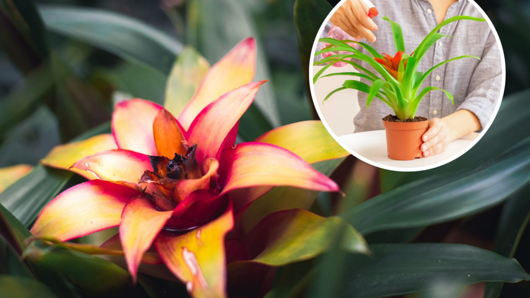 Bromelia obumiera - przyczyny oraz  rozwiązania błędów i problemów w uprawie