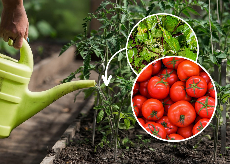 To najlepszy i naturalny nawóz do pomidorów. Zrobisz go za darmo, jeśli wykorzystasz te chwasty rosnące na działce