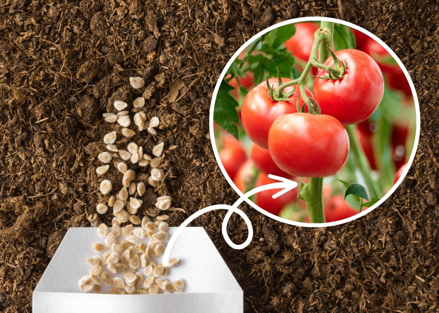 Odpowiedni termin wysiewania pomidorów to gwarancja obfitych plonów