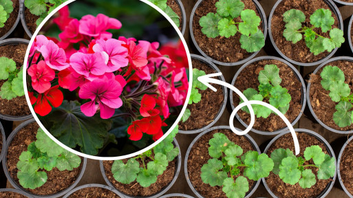 Wysiej pelargonię w styczniu, a Twój balkon rozkwitnie w maju. Nie wiesz jak? Oto instrukcja krok po kroku