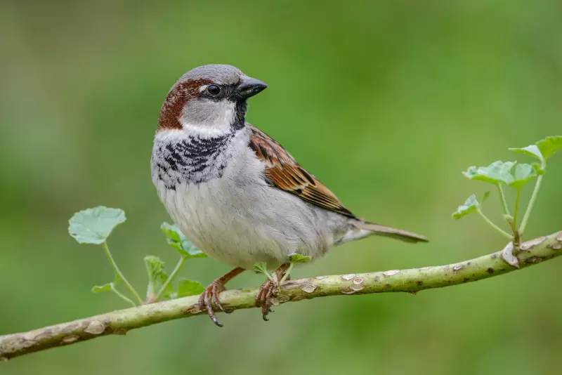 Wróbel domowy - Passer domesticus