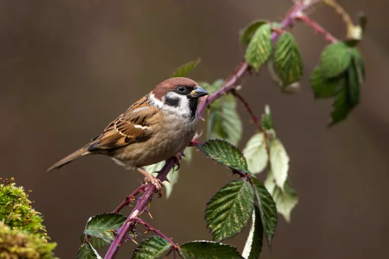 Mazurek - Passer montanus