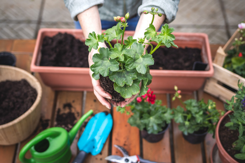 Sadzonki pelargonii z nasion