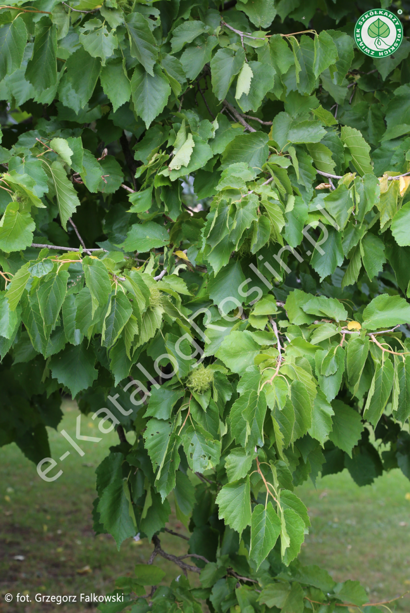 leszczyna turecka Corylus colurna Fot. Grzegorz Falkowski ZSzP