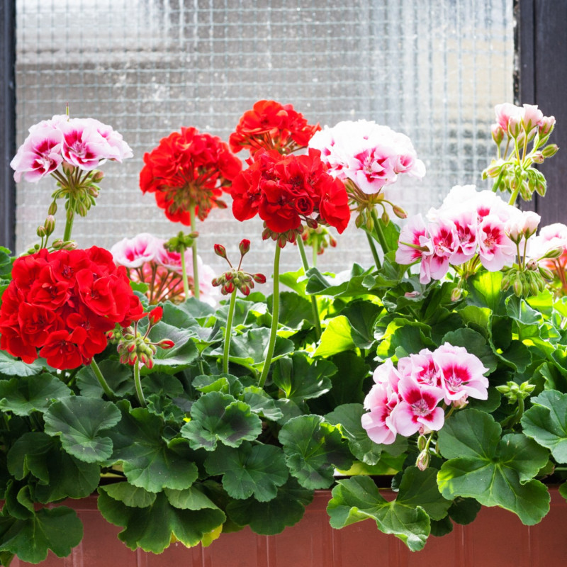 Pelargonie