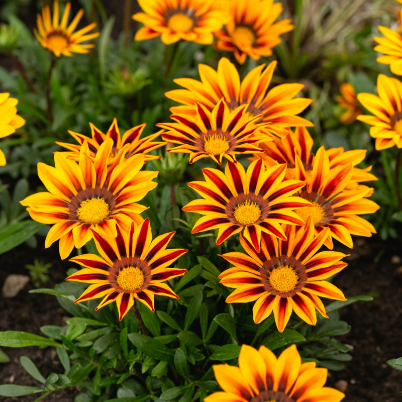 Gazania lśniąca