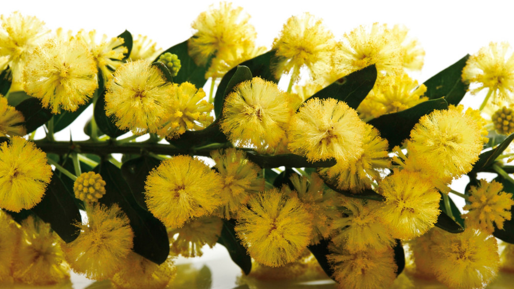 Akacja uzbrojona Acacia paradoxa syn Acacia armata, fot. AdobeStock