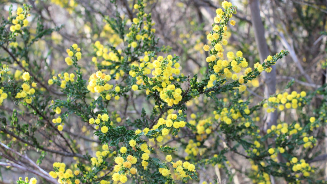 Akacja uzbrojona Acacia paradoxa syn Acacia armata, fot. AdobeStock