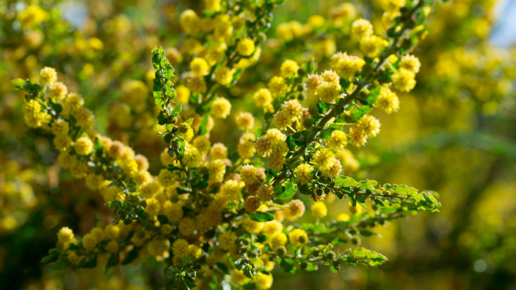 Akacja uzbrojona Acacia paradoxa syn Acacia armata, fot. AdobeStock