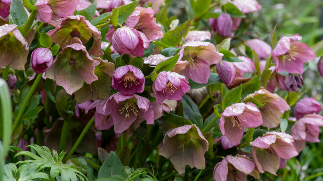 Ciemiernik czerwonawy purpurowy Helleborus purpurascens