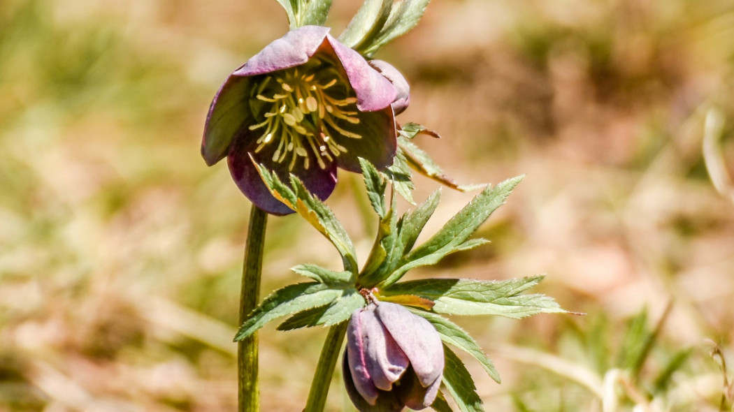 Ciemiernik czerwonawy purpurowy Helleborus purpurascens