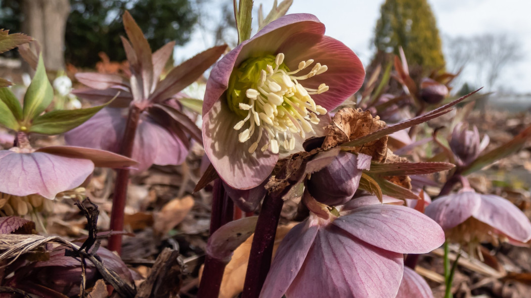 Ciemiernik czerwonawy purpurowy Helleborus purpurascens