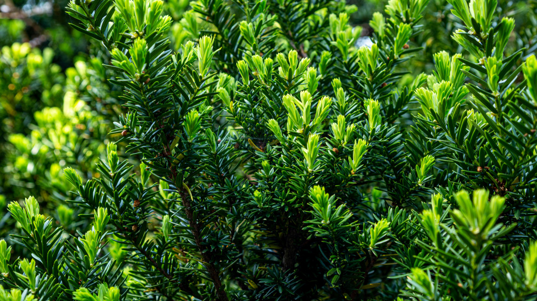 Cis japoński (Taxus cuspidata)