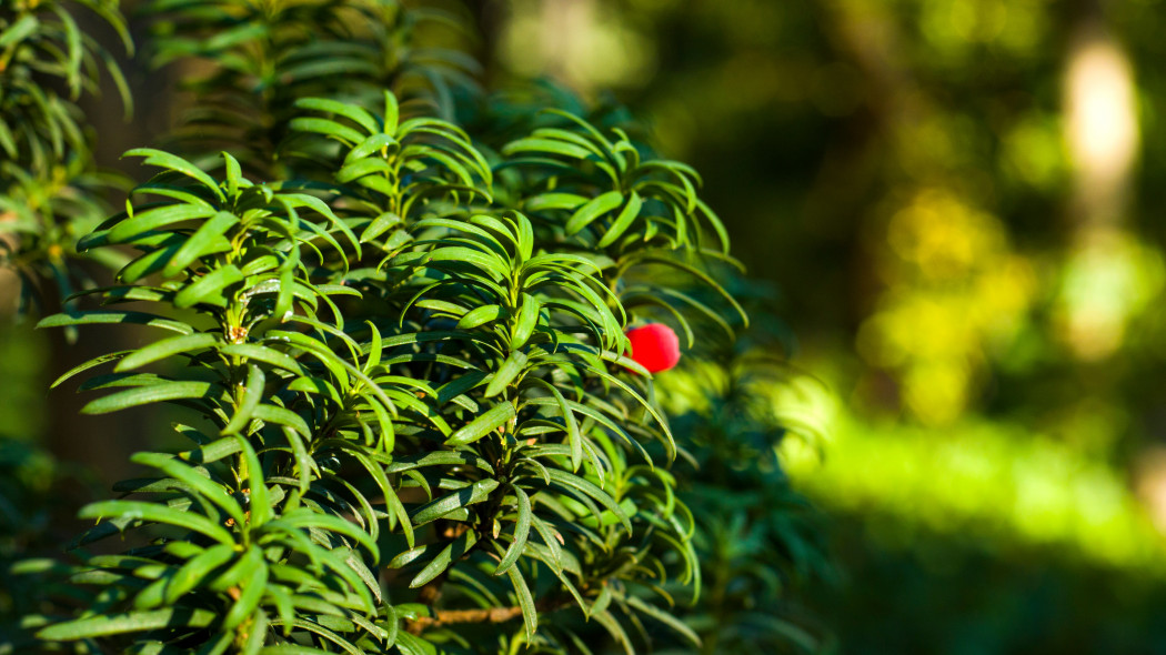 Cis japoński (Taxus cuspidata)